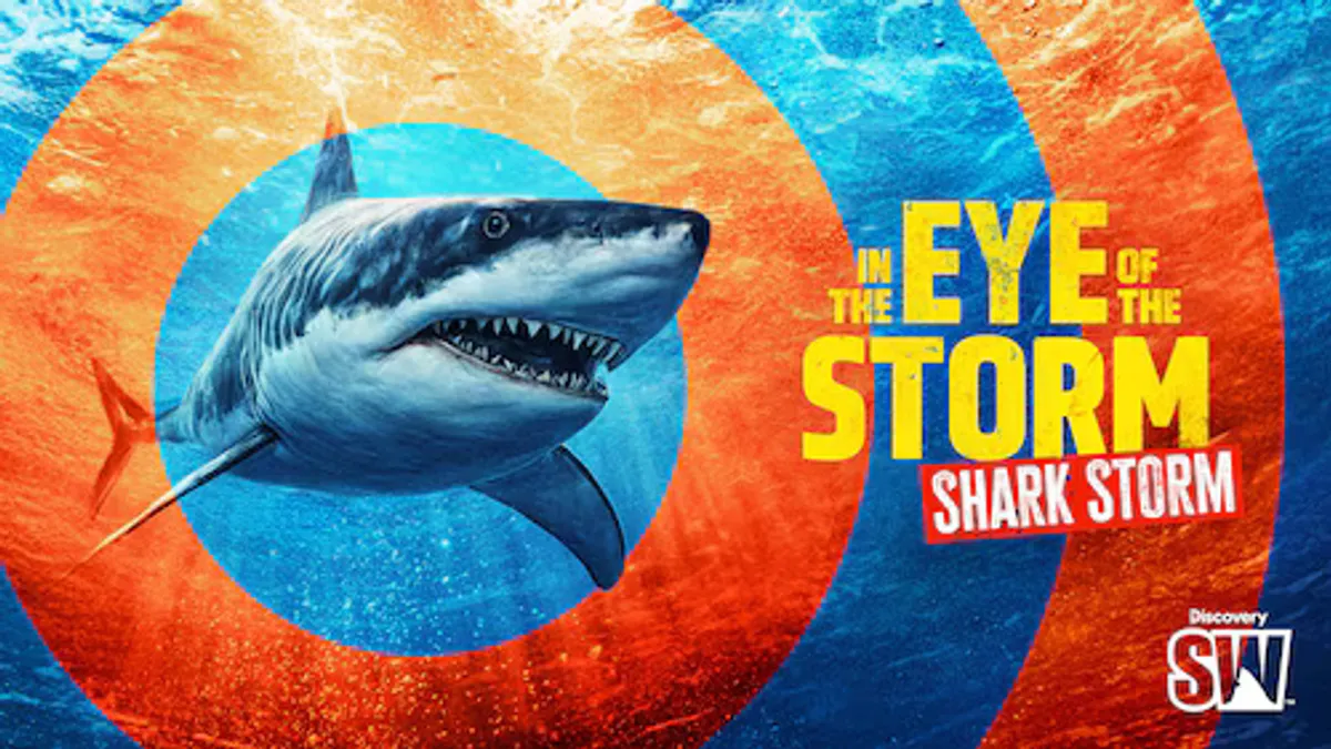 In the Eye of the Storm Shark Storm