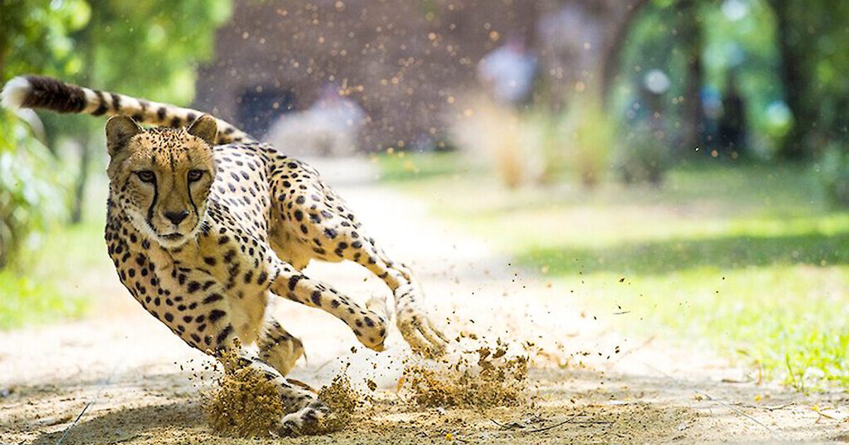 Arrow Media | Big Cat Games