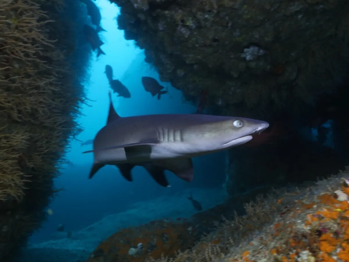 Rogue Tiger Shark The Hunt for Lagertha