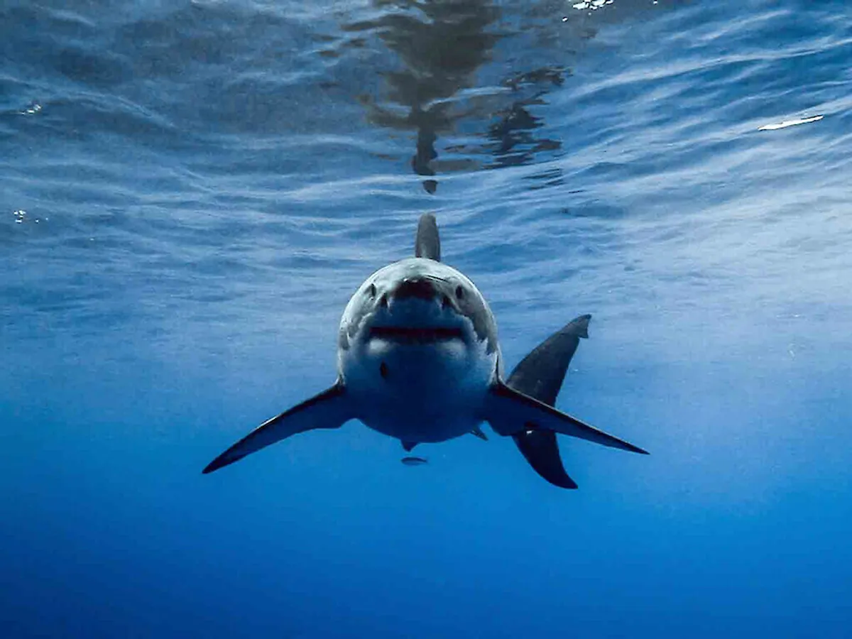 Sharks and the City LA